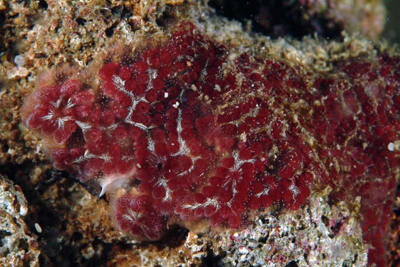 Botrylloides da determinare 2